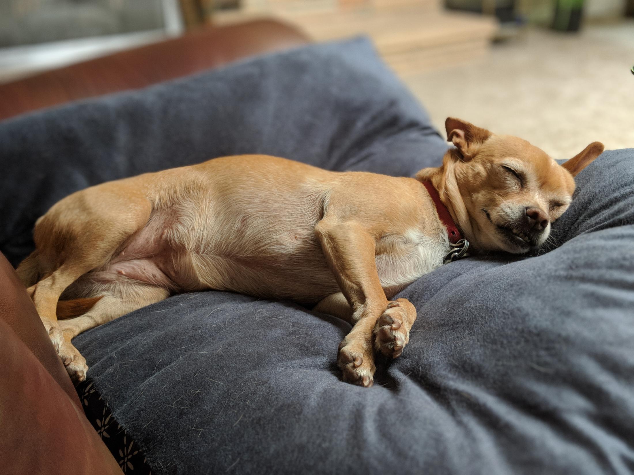 Dog asleep on dog bed