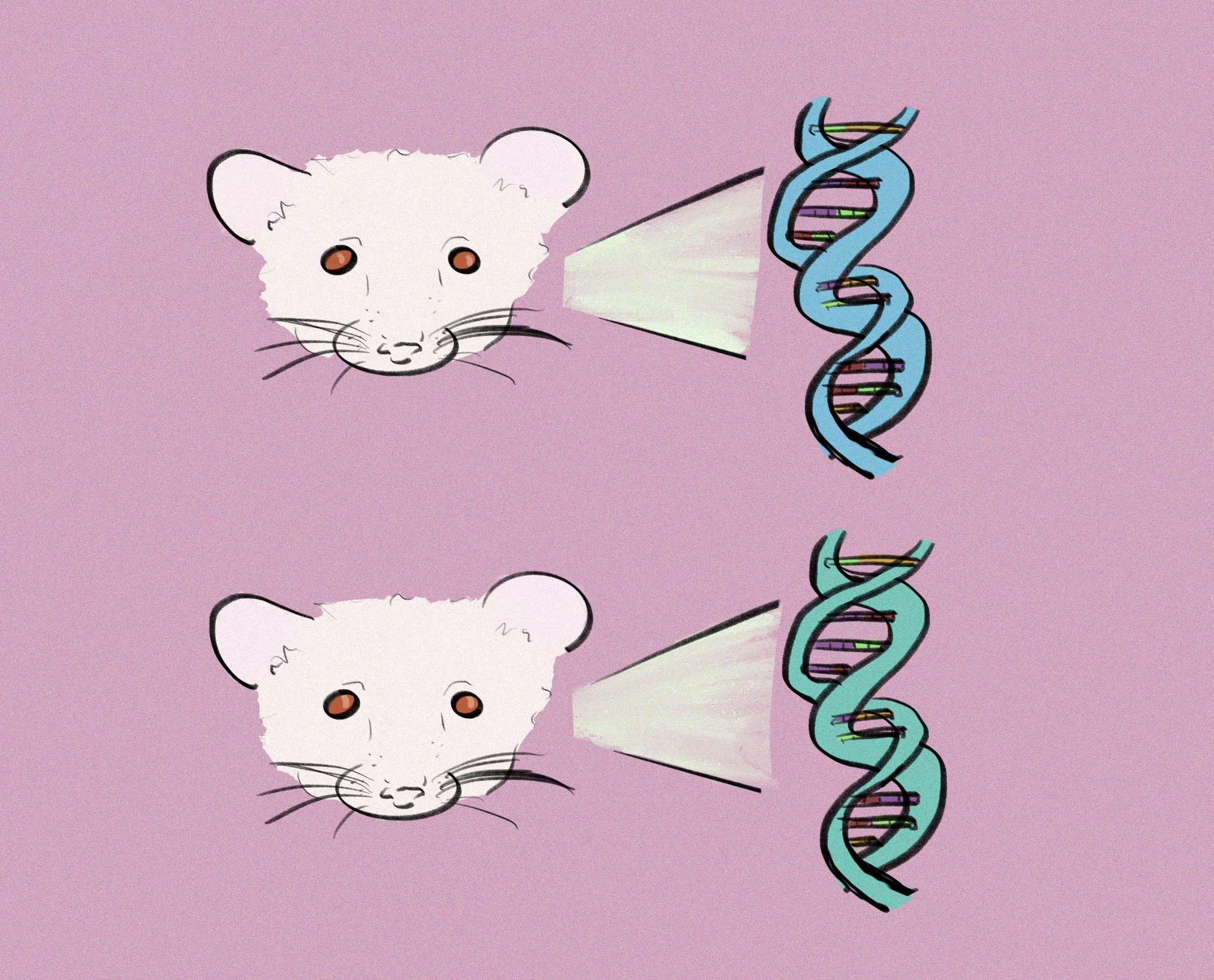 Genetic backgrounds of mice