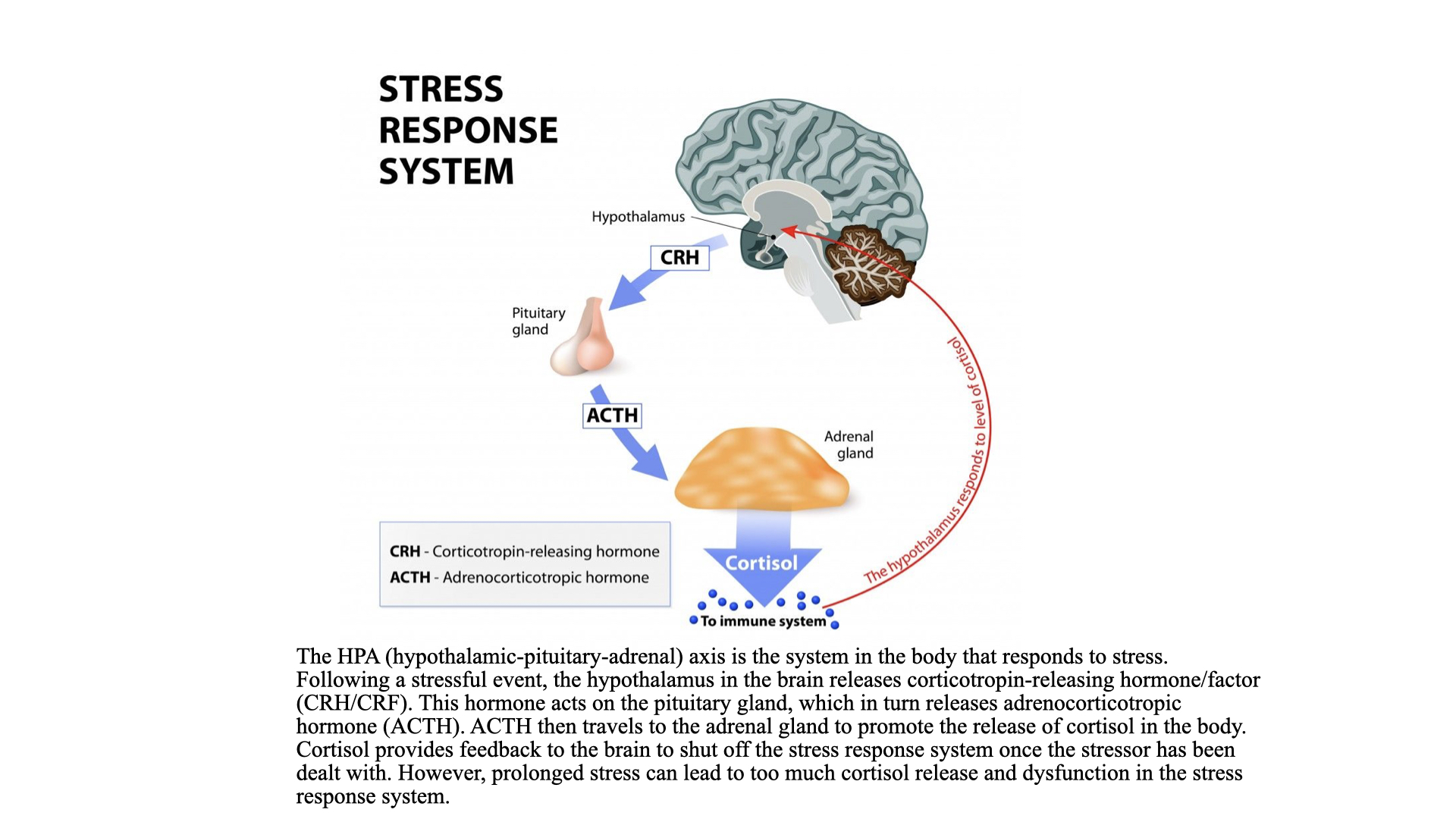 HPA axis