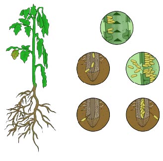 Ralstonia life cycle