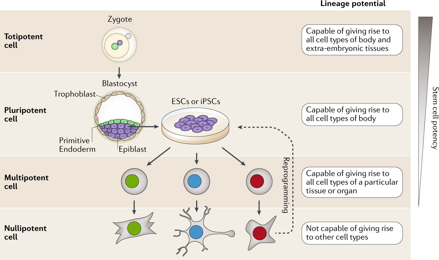 Different types of stem cells