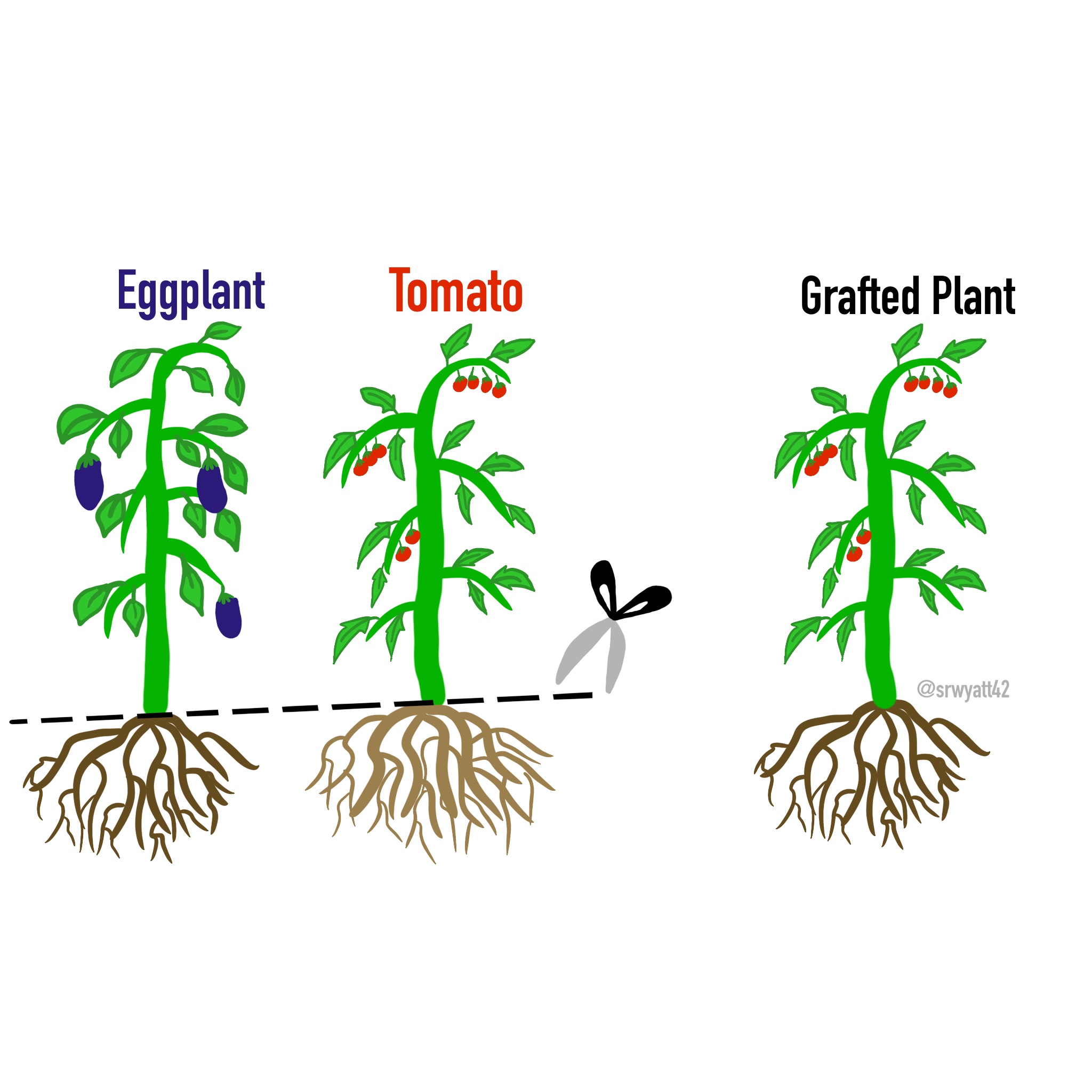 Eggplant Tomato Graft