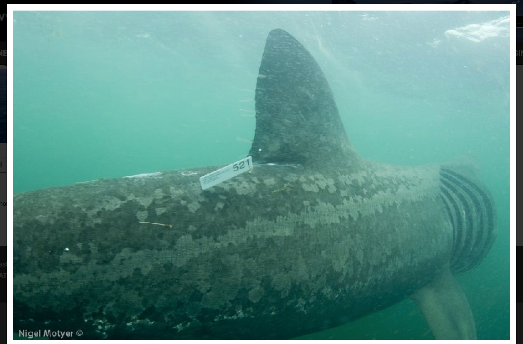 Basking shark