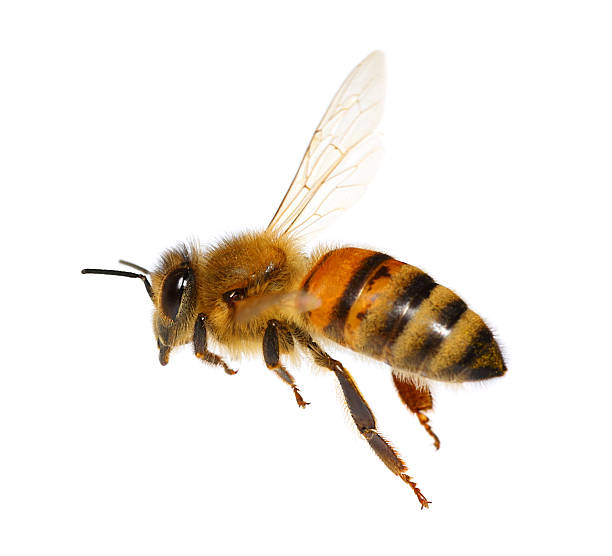 Flying honey bee