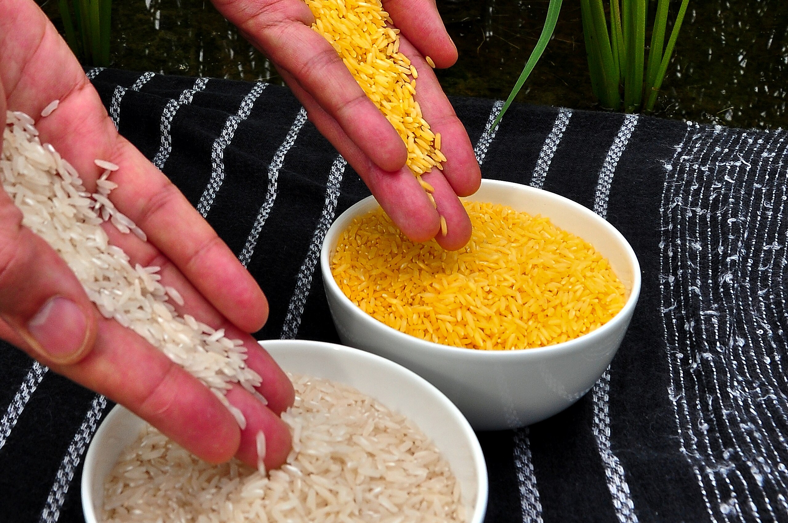 Golden rice next to normal rice.