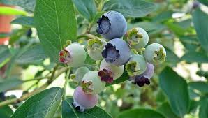 Bilberries on a bush