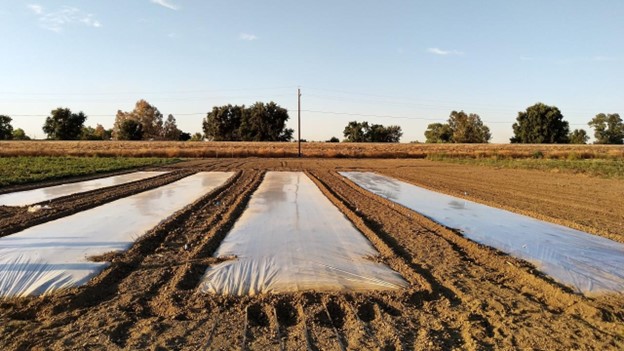 An agricultural field undergoing biosolarization treatment with blocks of reflective tarp on the soil.