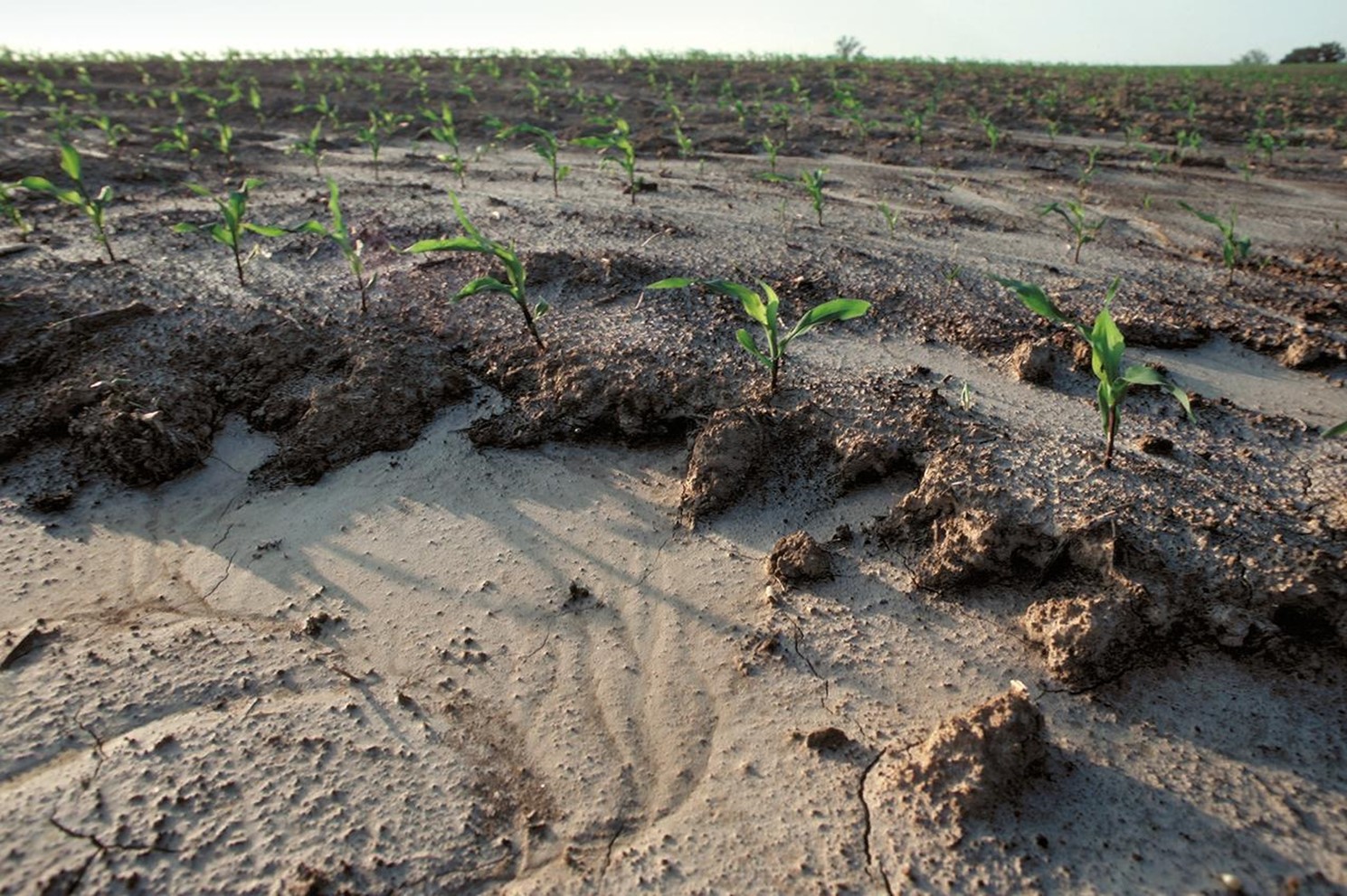 Erosion in a unprotected Tennesse cornfield following a brief storm
