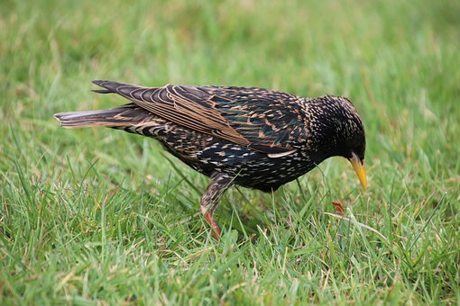 European Starling