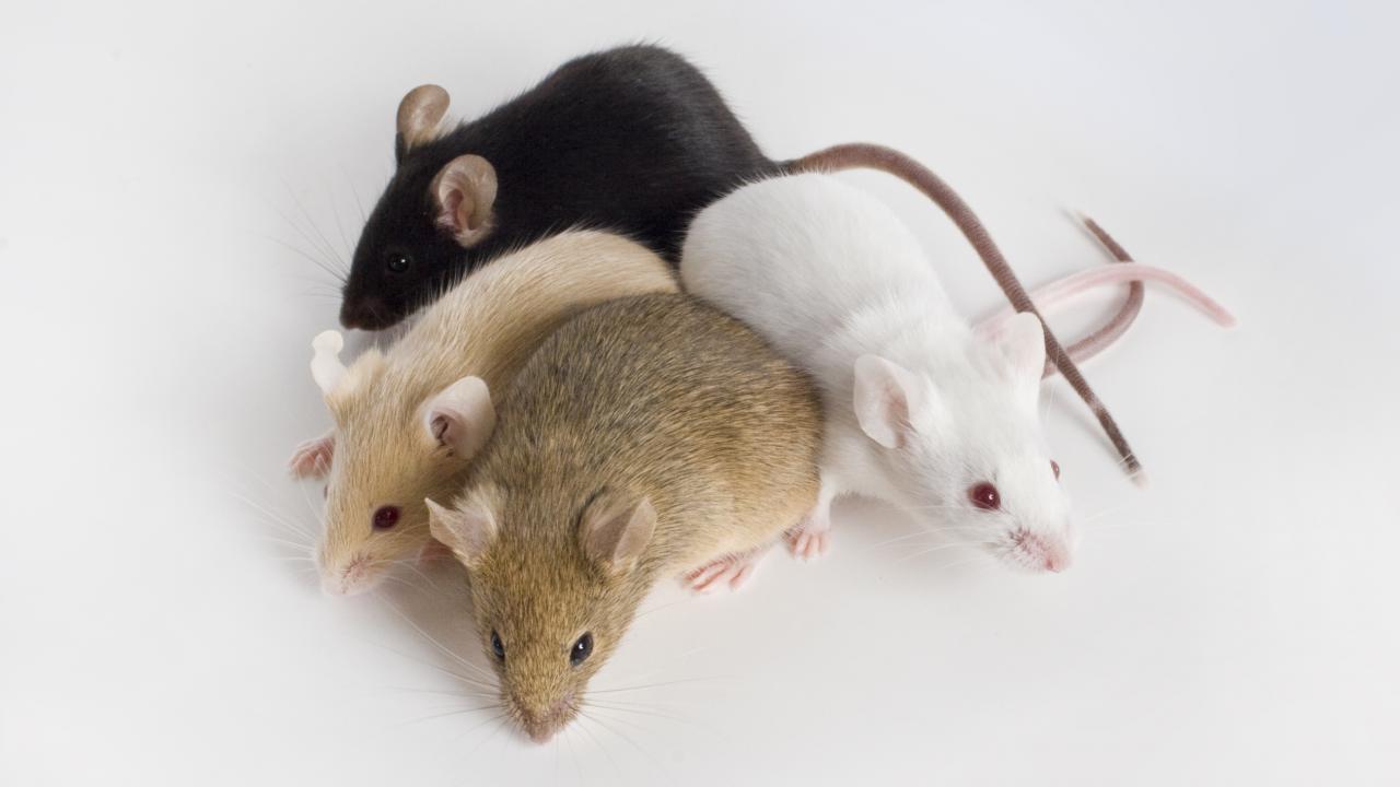 different colored laboratory mice