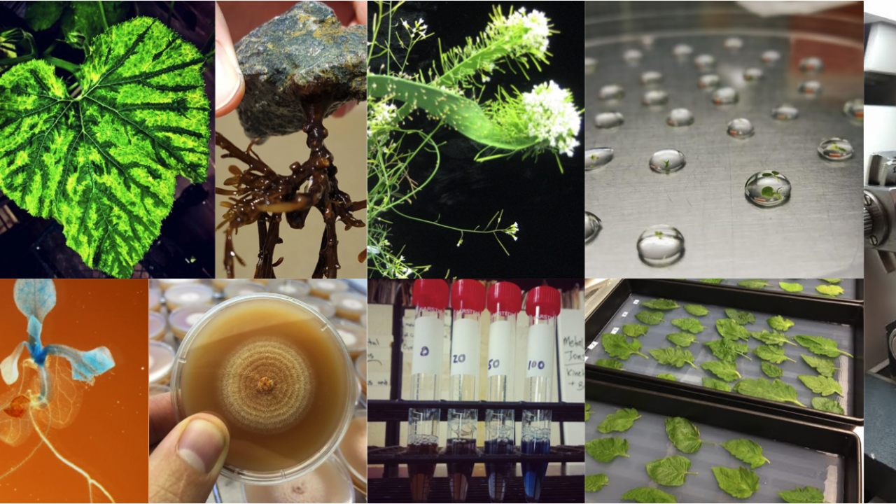 Plant Science Collage
