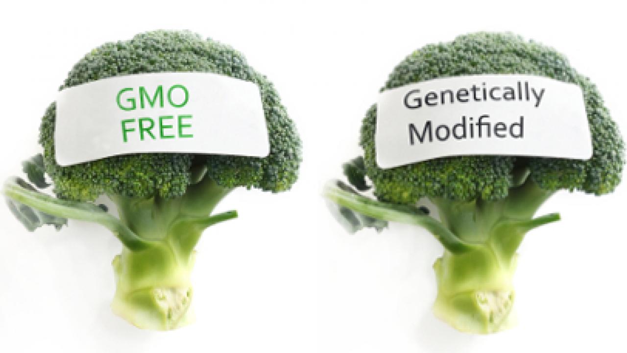 GMO vs non-GMO broccoli