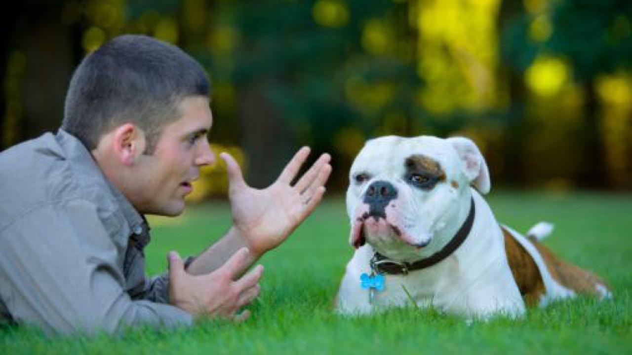 Science Says Talking To Your Dog Does Not Mean You Are Smart