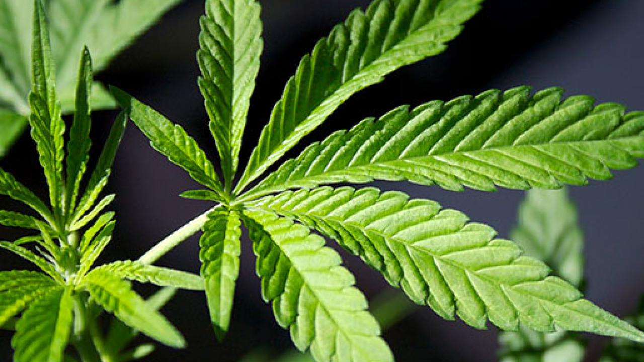 marijuana leaf