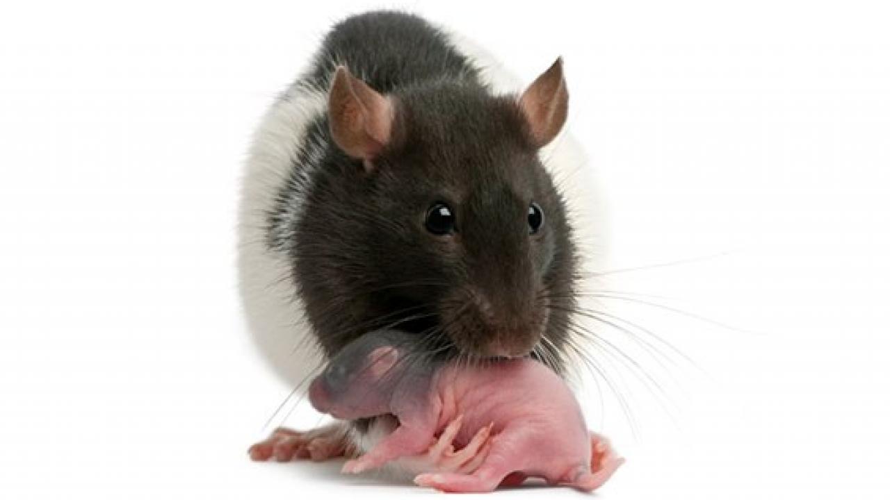 rat mother with pup