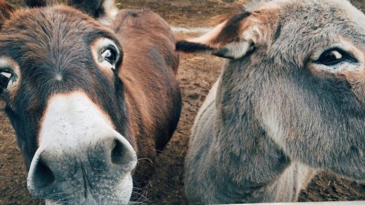 donkeys