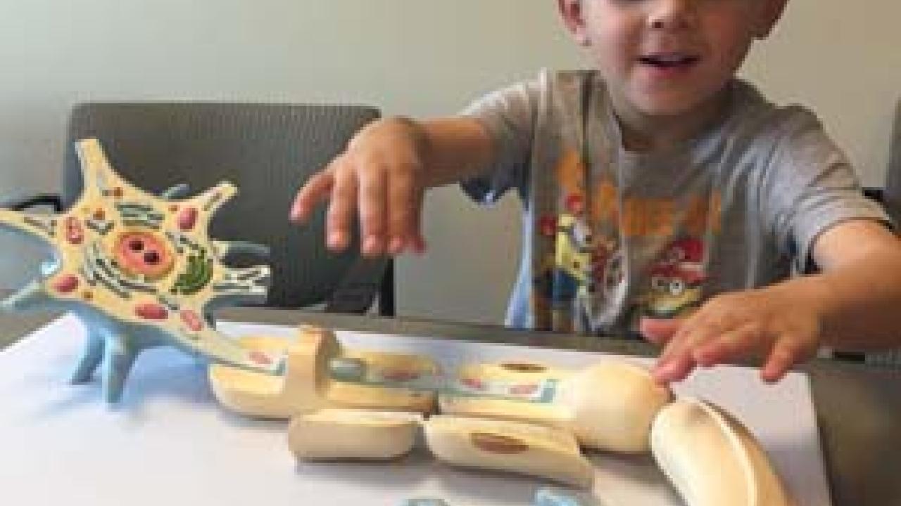 Child playing with neuron model