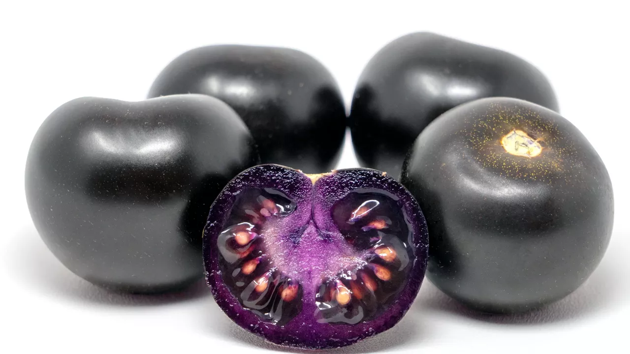 The Purple Tomato, sliced in half in the foreground showing the deep purple color throughout.