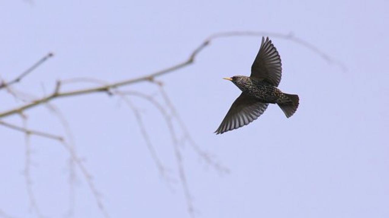 Flying starling