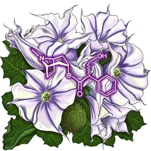 Jimsonweed, which has green leaves and purple/white flowers, with the molecule atropine superimposed.