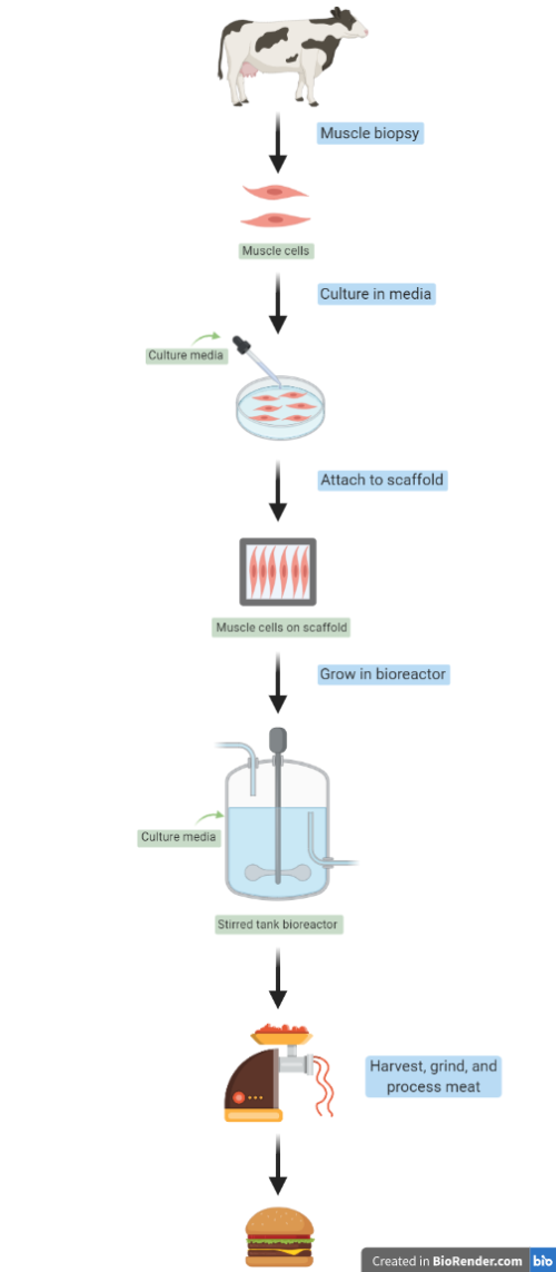 How animal cell-based meat is made, in a linear diagram from top to bottom. It begins with an animal, in this case a cow. Cells are isolated and cultured in a petri dish. Cells are then attached to a scaffold that mimics the necessary structures needed to make "muscle." This whole complex is put into a bioreactor to make this at-scale. After an appropriate time, the "meat" is harvested, processed and sold to the market where consumers would purchase the product and eat it.