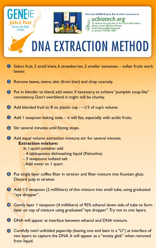 Image of the DNA extraction steps described in the video above.