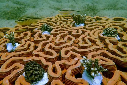 3d-printed terra cotta scaffolding in a swirled pattern with coral growing in the crevices made by the swirls.