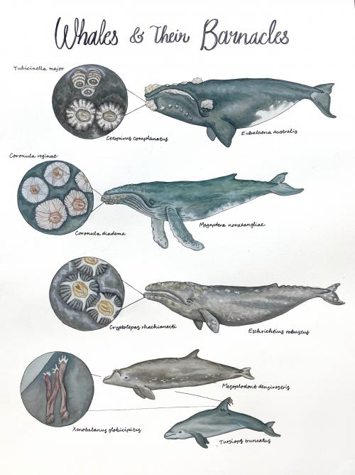 Watercolor illustration of whales and their barnacles
