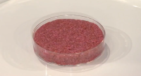 Uncooked cell-based hamburger patty. It looks like a meat one.