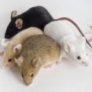 different colored laboratory mice