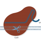 CRISPR-Cas9 schematic