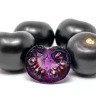 The Purple Tomato, sliced in half in the foreground showing the deep purple color throughout.