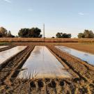 An agricultural field undergoing biosolarization treatment with blocks of reflective tarp on the soil.